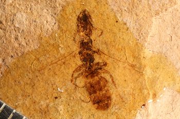 Media type: image;   Entomology PALE-20033